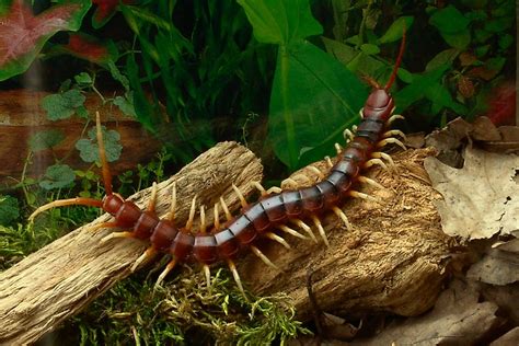 THE CENTIPEDE .